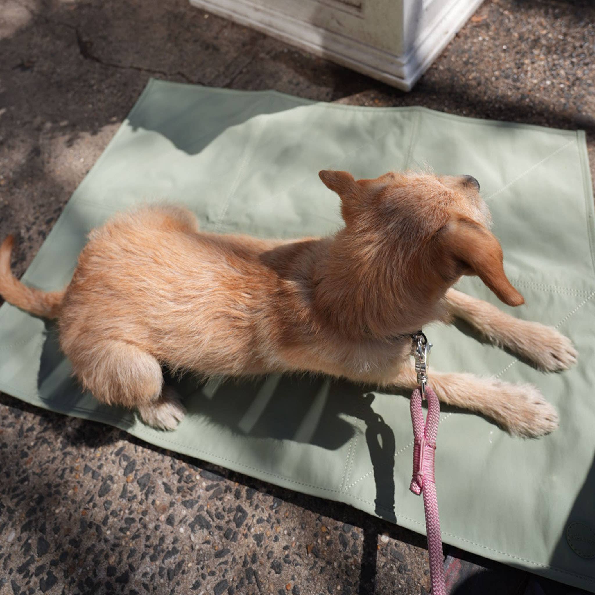 Pups & Bubs - Wholesale Pet Travel Bowl - Dog - Jouir Pet Travel Mat | Non-slip, Light-weight, Foldable8