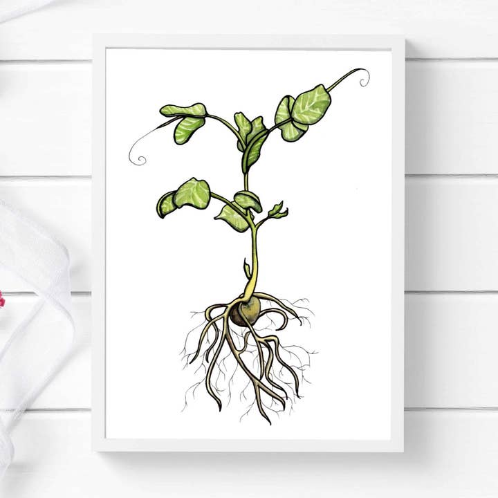"Pea Sprout" Watercolor Painting: Art Print for wholesale by PinkPolish Design
