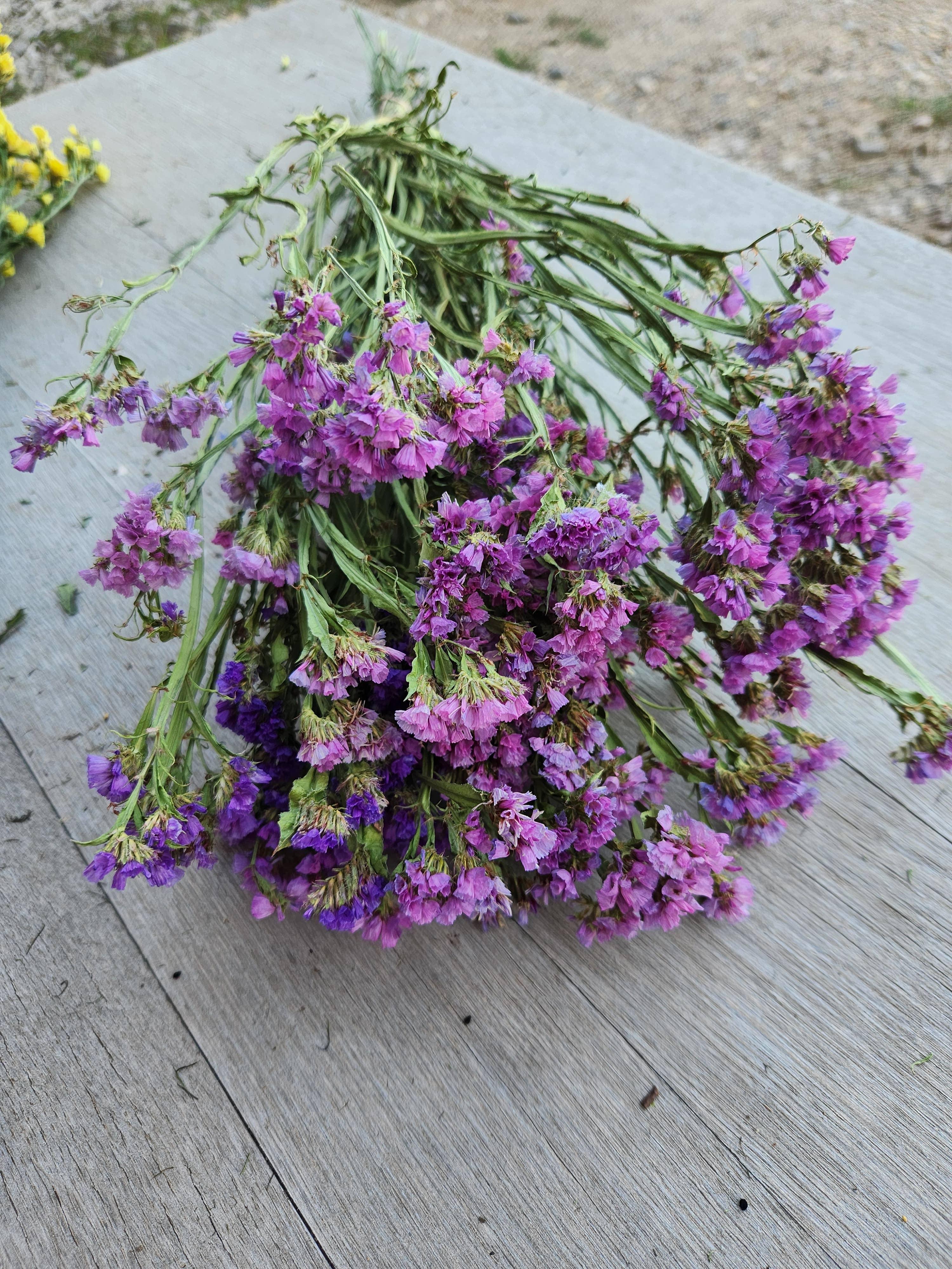 Alissas Flower Farm - Wholesale Dried/Pressed Flowers - Dried Statice2