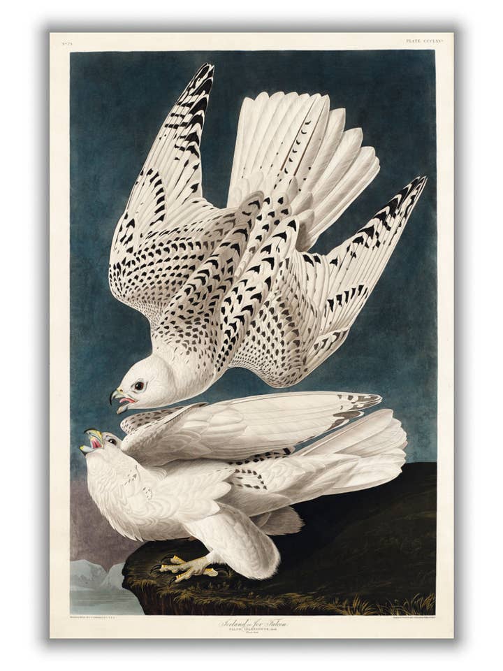 Island eller Jer Falcon - Birds of America af John Audubon for engroshandel hos Stanley Print House