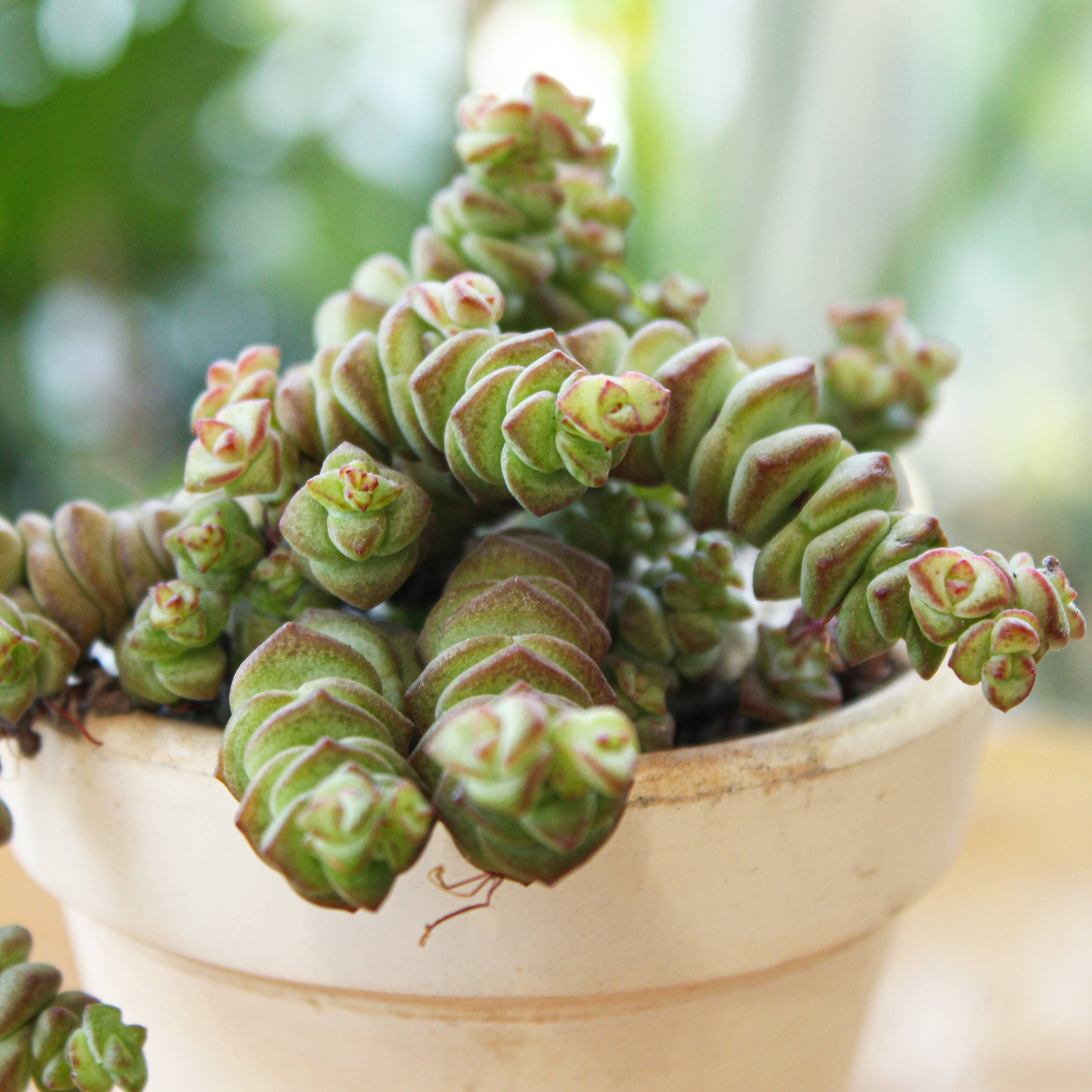 Best Plant Friend - Wholesale Succulent - Crassula Baby Necklace - Live Succulents Plant 2/4 inch Pot10