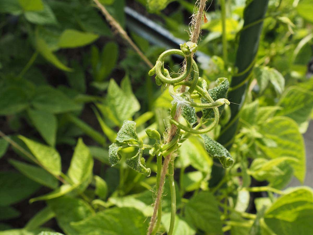 JARDIN Y NATURA OUTDOOR & GARDEN PRODUCTS SL – wholesale Trädgårdsverktyg – Natursnöre i jute 50 meter – YUTIE NATURAL1