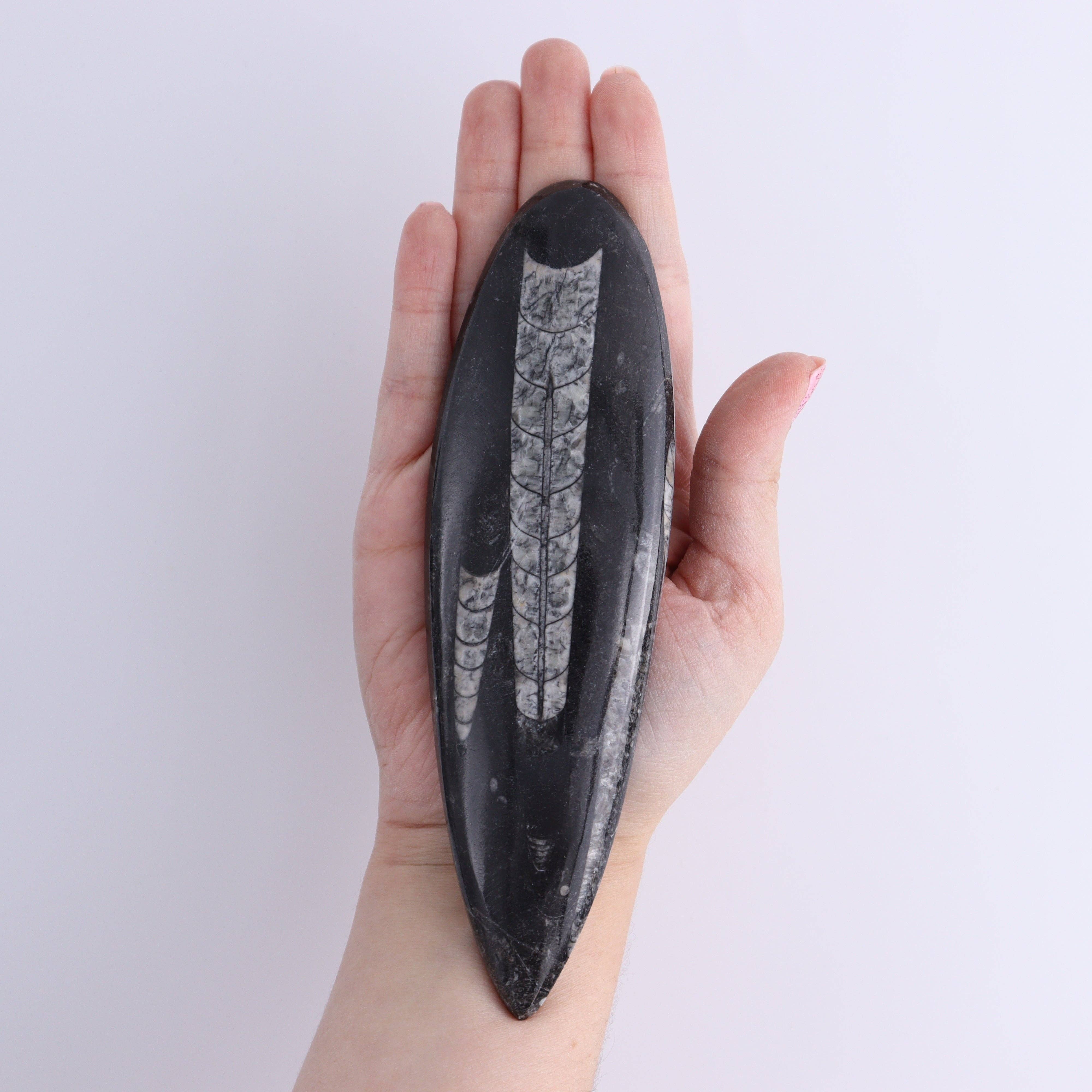 Mi Esperanza Minerals - Wholesale Spiritual Stone/Crystal - Orthoceras Polished Set of 54