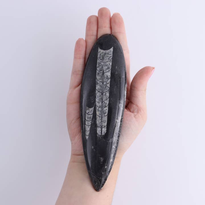 Mi Esperanza Minerals - Wholesale Spiritual Stone/Crystal - Orthoceras Polished Set of 54