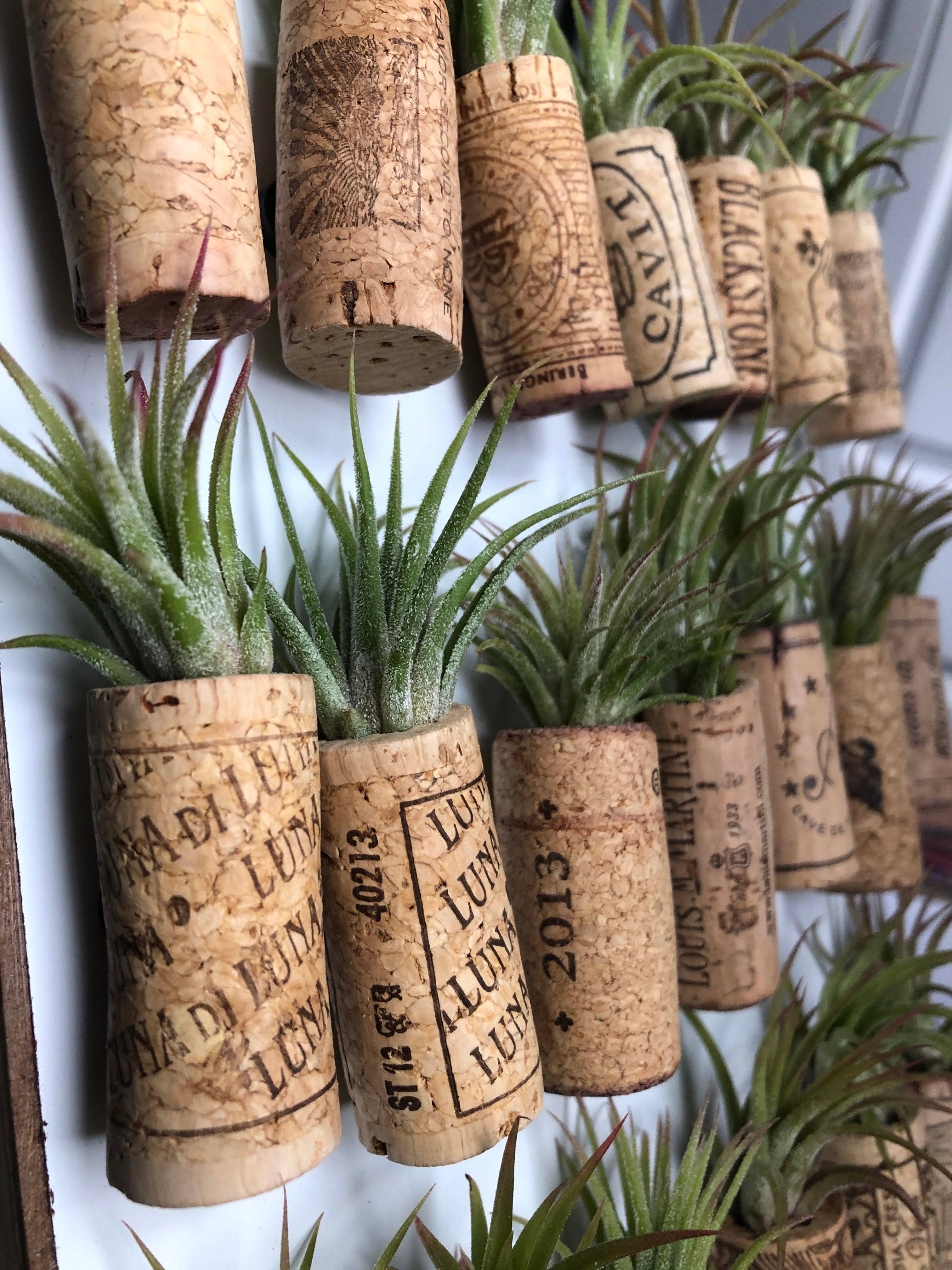 The Simply Crafty Shop - Wholesale Magnet - Magnetic Wine/ Champagne Cork Air Plant Holder11