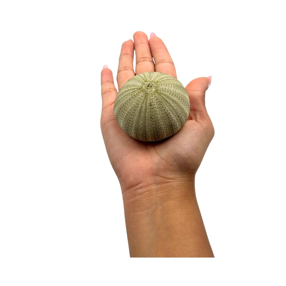 Earths Elements Wholesale - Wholesale Decorative Tabletop Object - Green Urchin4