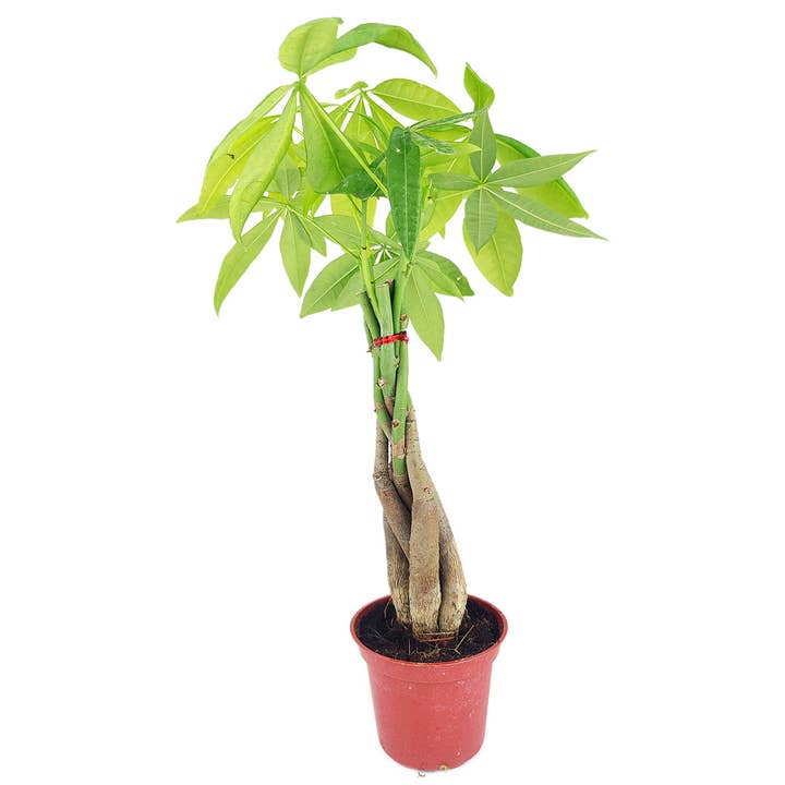 Best Plant Friend - Wholesale Live Plant - Braided Pachira Stump Money Tree - Feng Shui Plants 4in