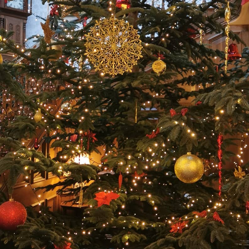 New Leaf Nurseries – wholesale Plant seeds – Christmas Tree Seeds0