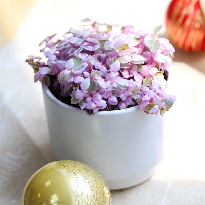 Callisia repens f. variegata 'Pink Lady' Plant 2/4/6 inch for wholesale by Best Plant Friend