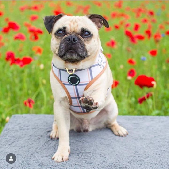 Pawsome Life - Vendita all'ingrosso Pettorina - Cani - Pettorina per cani in tartan, regolabile, per cuccioli di piccola taglia, senza tirare
