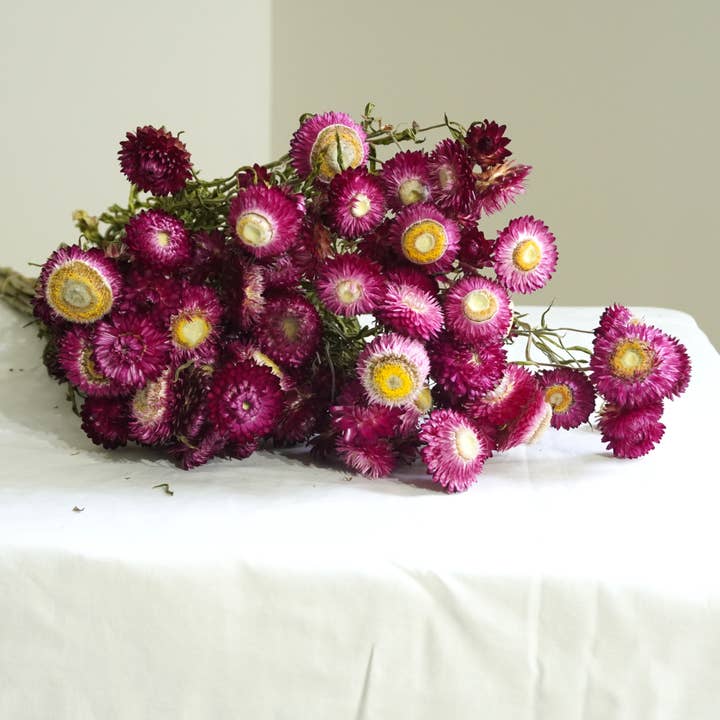 Strawflower, Rose, Dried Flower for wholesale by Fence Post Florals