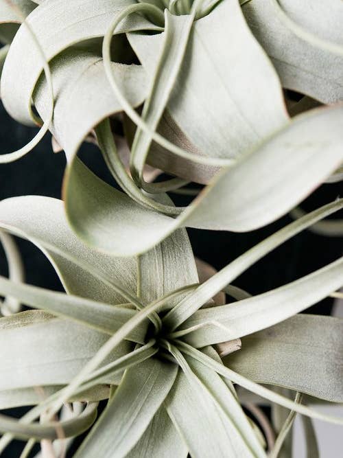 'Verde II' Fine Art Photography Print for wholesale by White Hill Home