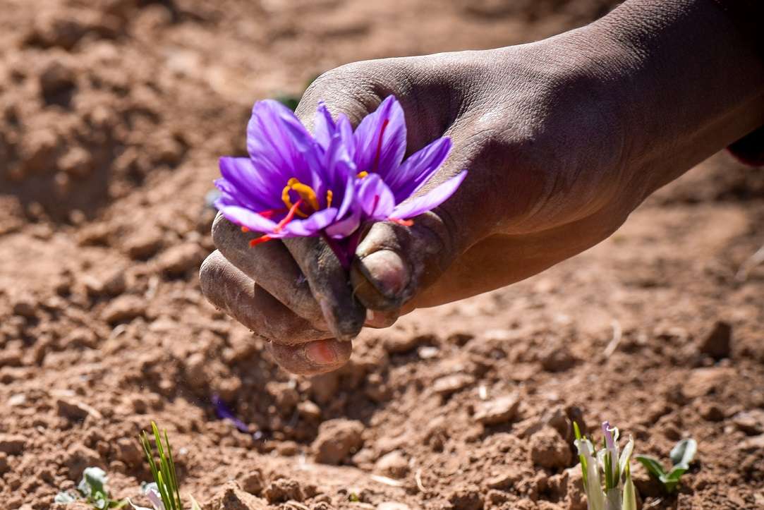 SAFSUN Safrantee – Engroshandel Løs te – Økologisk knust safran1