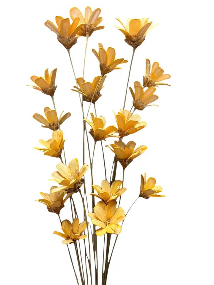 Wild Flower for wholesale by Botanico Ltd.