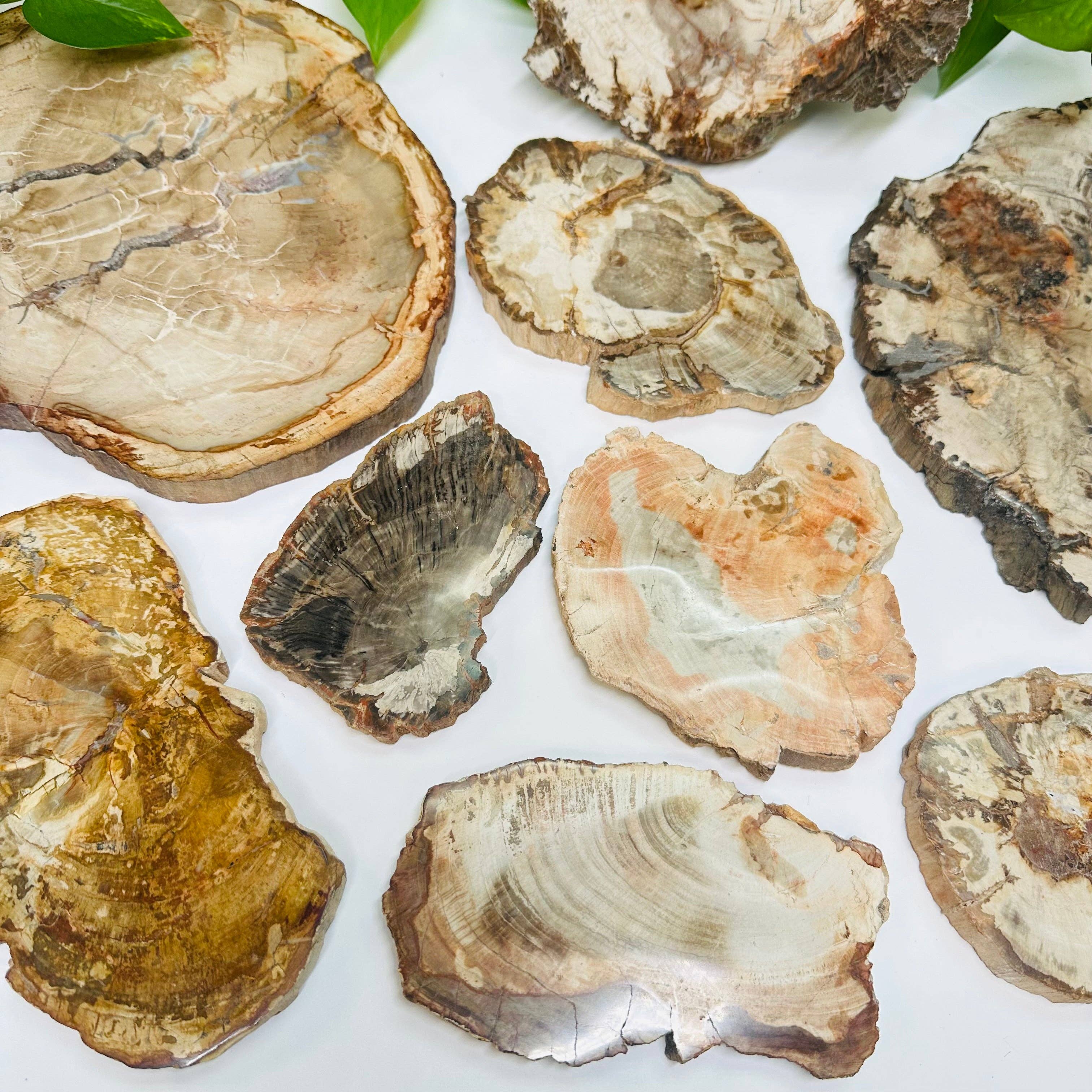 Rock Paradise - Wholesale Spiritual Stone/Crystal - Petrified Wood Slabs5