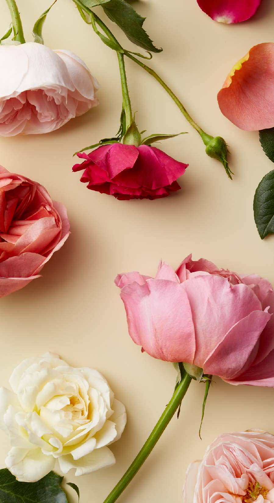 Chronicle Books - Wholesale Tarot Cards - Botanicals Deck4