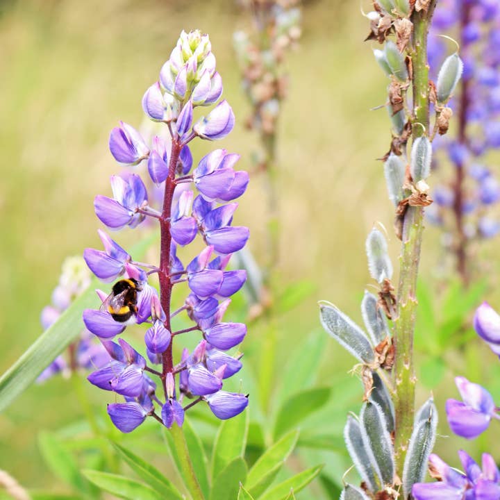 Whitworth Gallery - Wholesale Plant Seeds - Alaskan Lupin Wildflower Seed Packets4