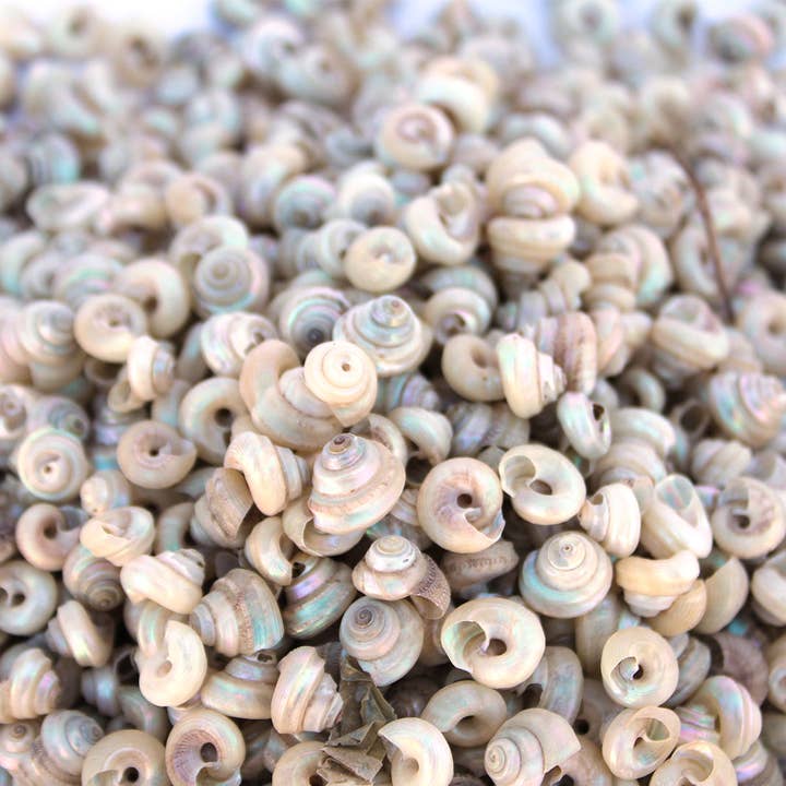 California Seashell Company - Wholesale Craft Supplies - Small Pearl Snail Craft Shells - 1 LB - .25"1