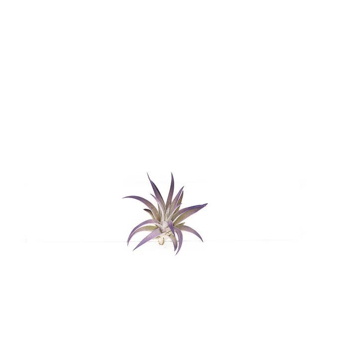 The Artizan Way - Wholesale Live Plant - Harrisii Tinted Purple | Live Air Plant