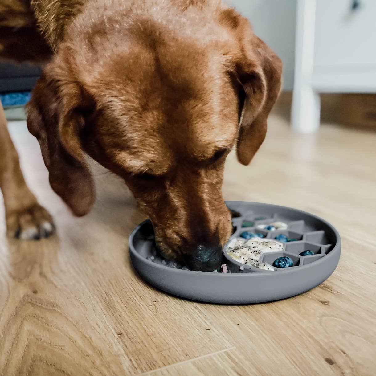 ne&no - Wholesale Pet Bowl - Cat/Dog - ne&no® Anti-Gulping Bowl / Licking Dish for Dogs & Cats35