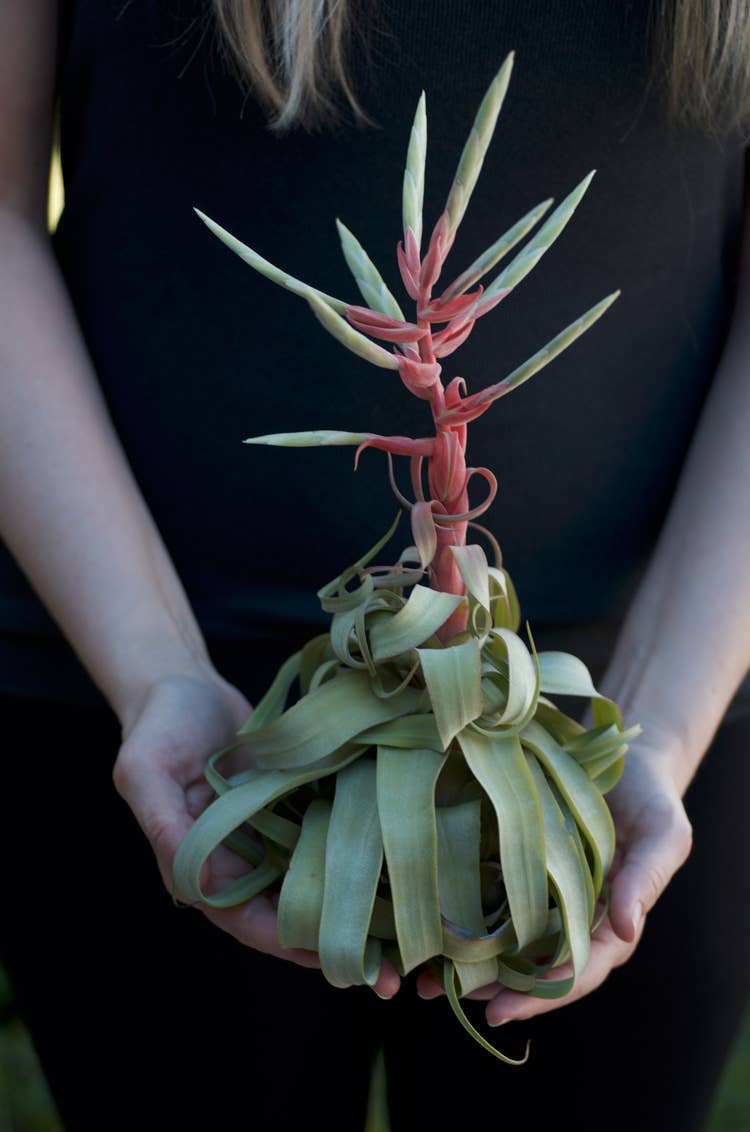 The Artizan Way - Wholesale Live Plant - Tillandsia Streptophylla - Air Plant8