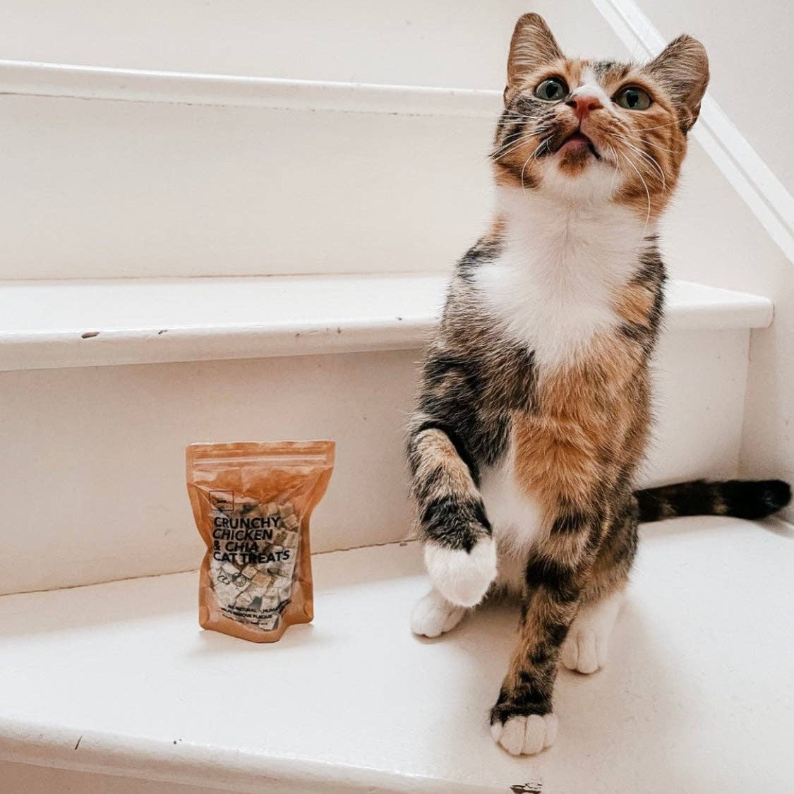 Golden Barkery - Vendita all'ingrosso Dolcetti per animali - Gatti - Snack per Gatti - Cubetti di Pollo per Gatti2