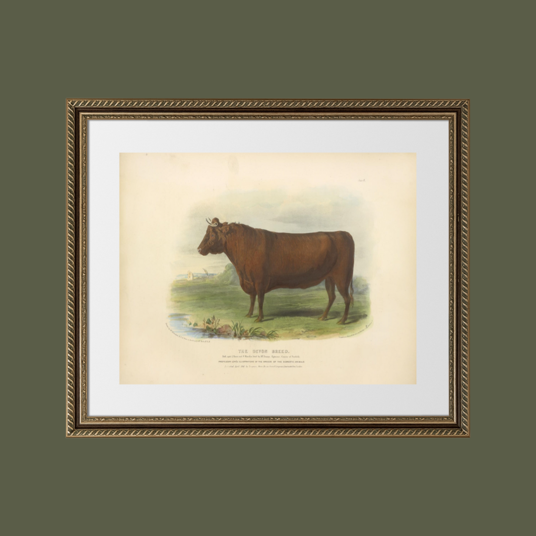 Sea to Skye - Wholesale Art Print - English Devon Bull Antique Art Print5