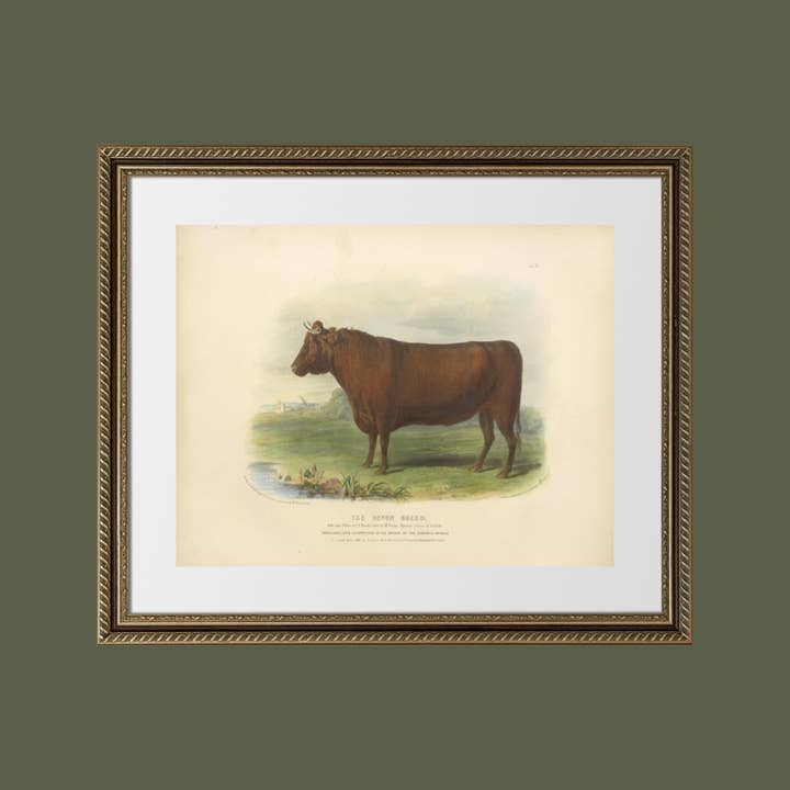 Sea to Skye - Wholesale Art Print - English Devon Bull Antique Art Print5