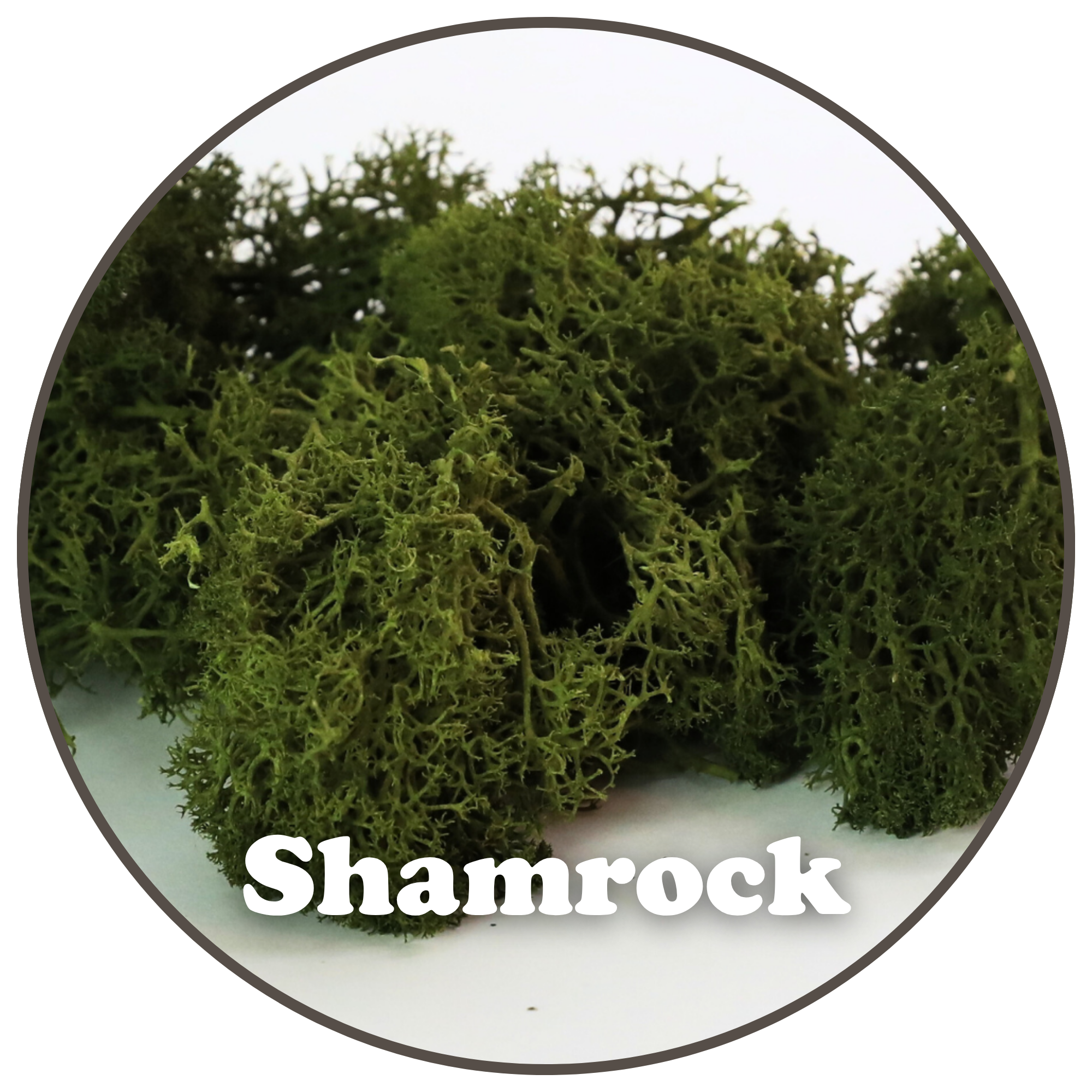 Mossify - Wholesale Planting/Potting Soil - Premium Reindeer Moss (100g & 250g)0