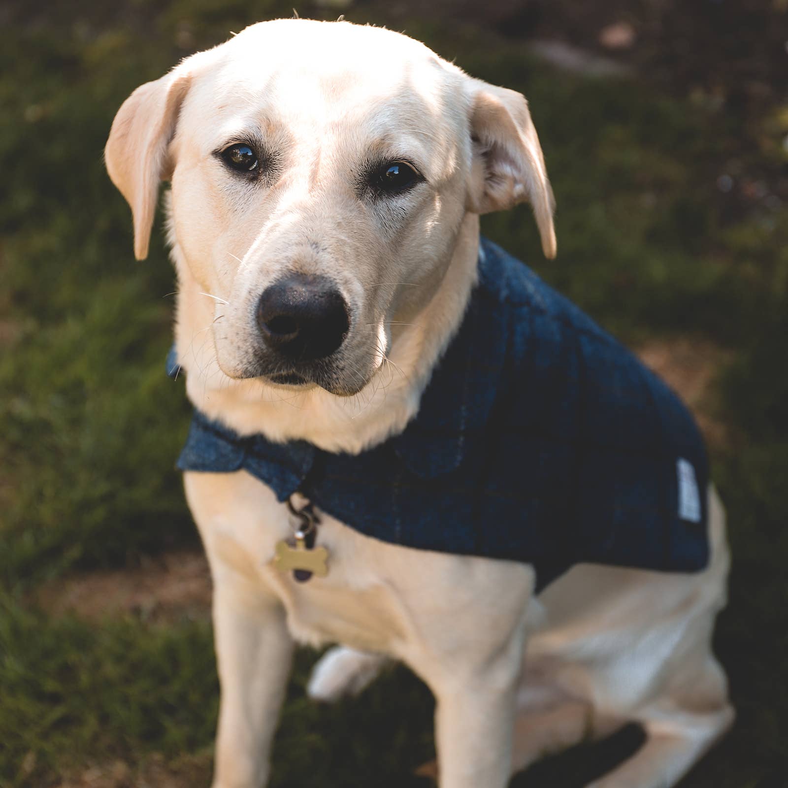 Ibrand - Vente Veste – chien - Veste tartan pour chien en Harris Tweed - Manteau pour animal de compagnie3