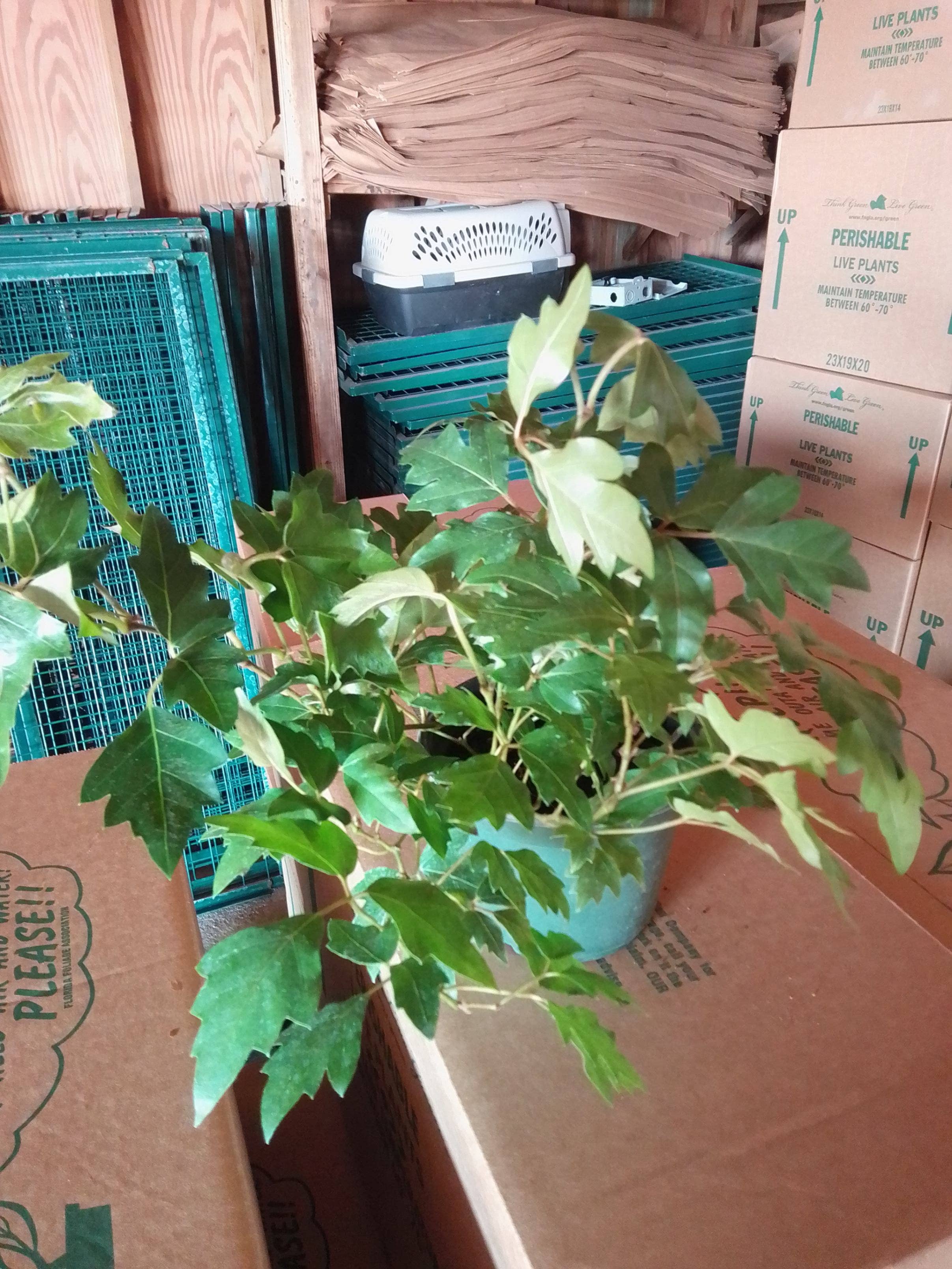 Triad Plants - Wholesale Live Plant - 6" Cissus Ellen Danica (Oak Ivy)1