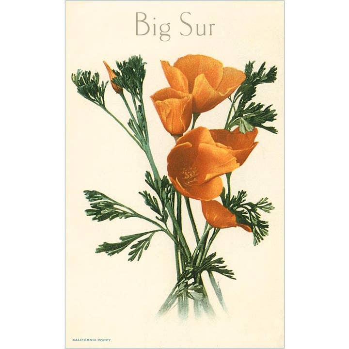 Found Image Press - Wholesale Briefpapier/indexkaartenset - Wenskaart CA-1042 Californische Klaproos, Big Sur