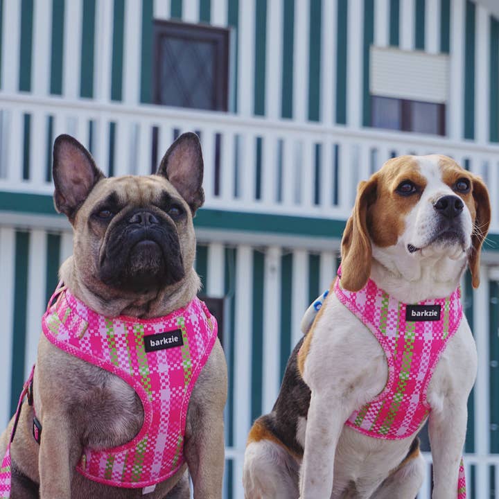 barkzie – Engroshandel Kæledyrssele – Hund – Justerbar sele - Santa Monica3