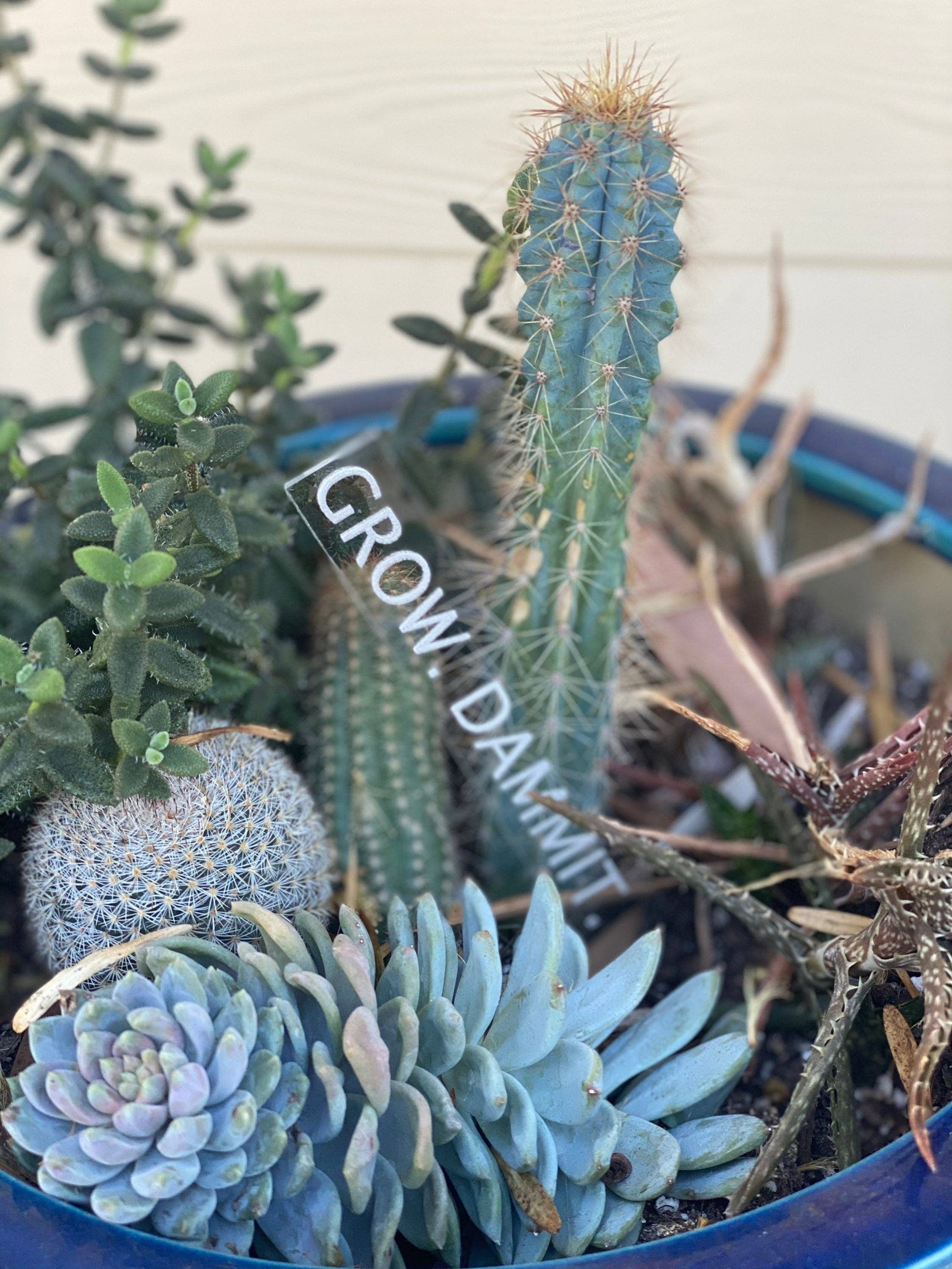 BUBBLEHEAD INK - Wholesale Garden/Lawn Stake - Plant Lover Gift | Black Thumb Garden Stakes | Snarky Housewarming Gift | Snarky Plant Lover | Crazy Plant Lady | Ready to Ship Christmas3