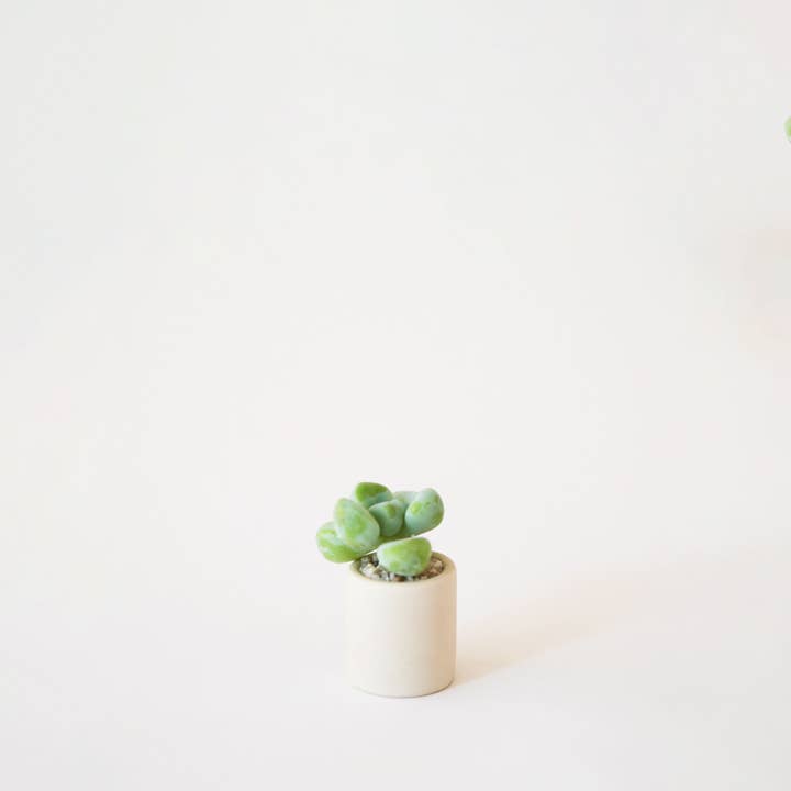 Jungle Club - Wholesale Plant Pot - Tiny Pot | Beige