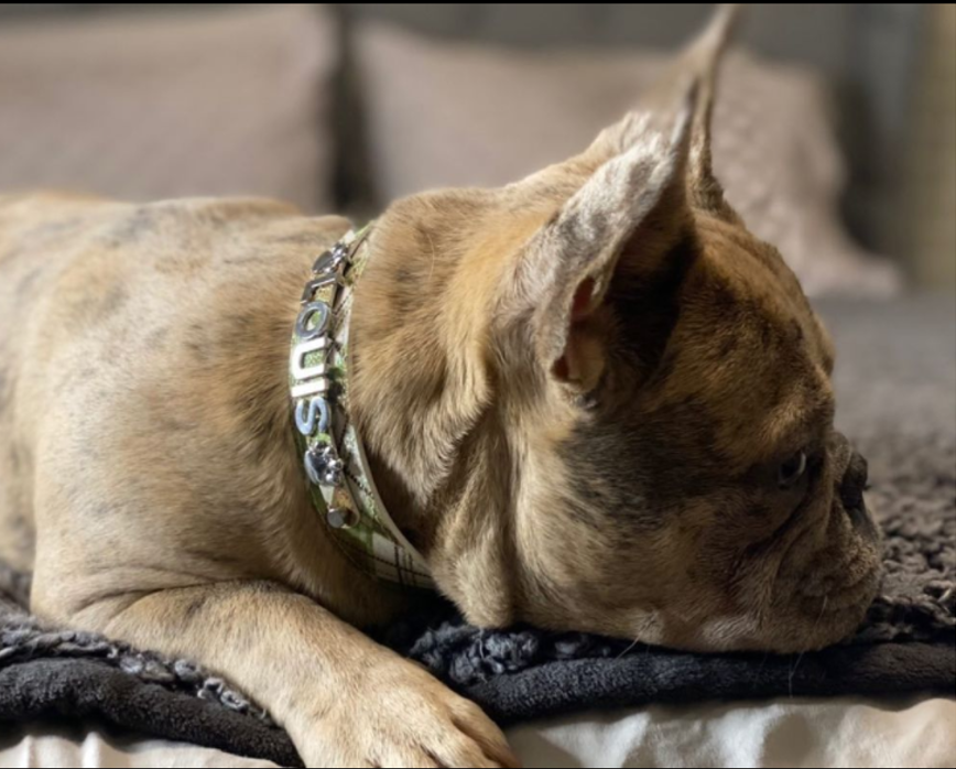 House of FurBaby - Wholesale Pet Collar - Cat/Dog - DIY Pet Collar Bar Kit: Woodlands - 280 Pieces, $600 Value4