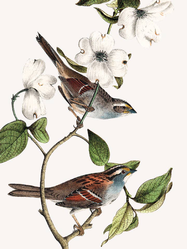 Two Birds - Mini Enclosure Card for wholesale by P. Flynn Design / Phun House