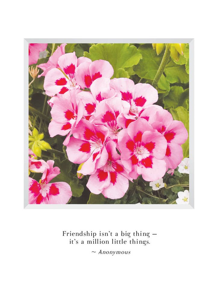 B643 - Gerani per la vendita all'ingrosso da parte di Stonehenge Designs