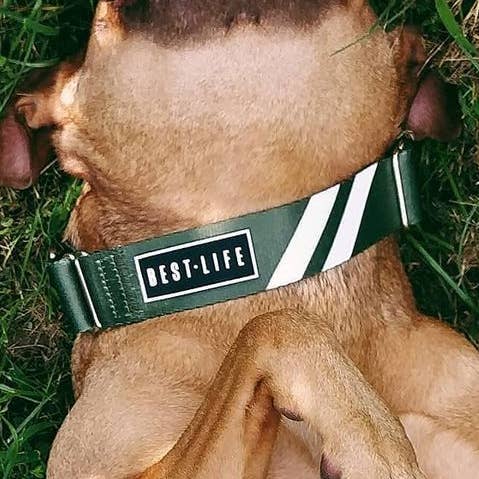 Awesome Olive - Martingale Collar for wholesale by Best Life Leashes