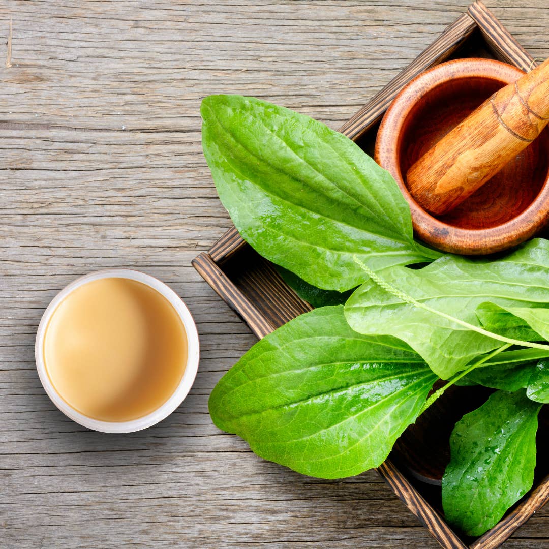 Healthy Energy Amazing Life - Wholesale Healing Salve/Balm/Cream - Plantain Salves