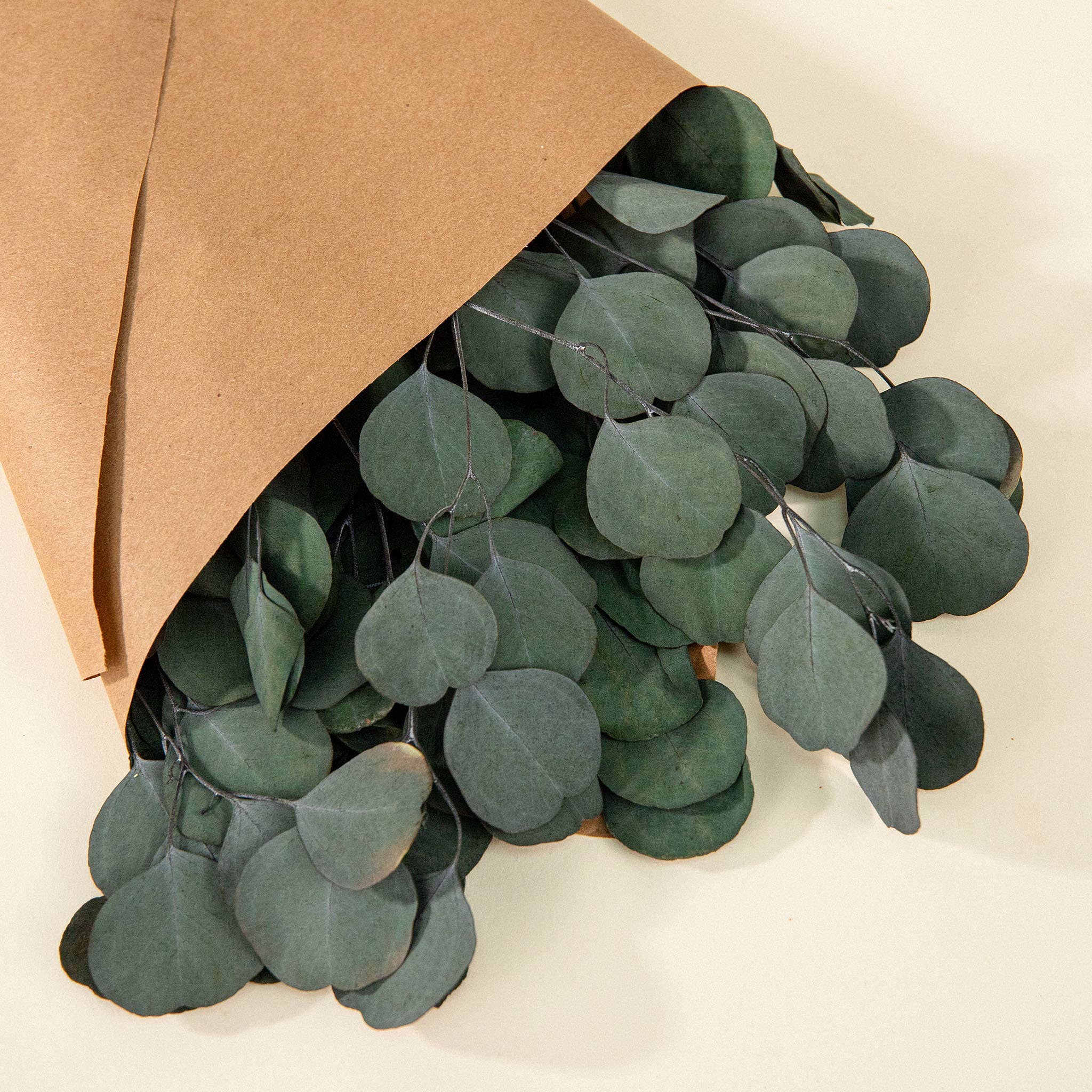 Sola Wood Flowers - Wholesale Dried/Pressed Flowers - Preserved Greenery Bouquets Silver Dollar Eucalyptus Green1