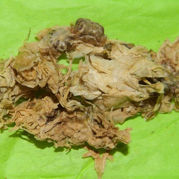 krysantemum for engroshandel hos Té House of Tea