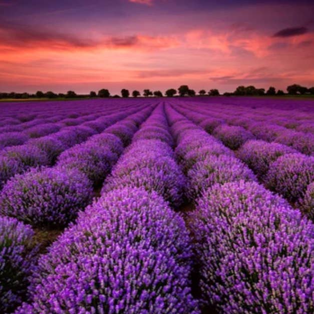 Lavender - Fragrance Oil for wholesale by Essential Candle Supply
