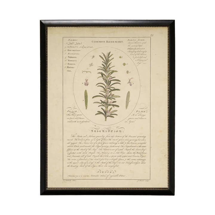 Antique Curiosities Inc – wholesale Konsttryck – Vintage blomma studie Z