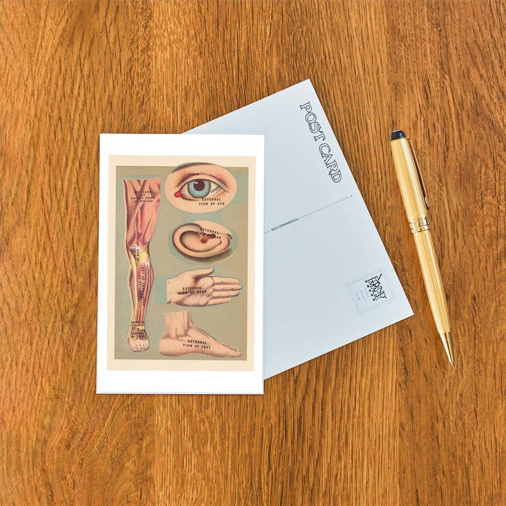Found Image Press - Wholesale Postcard - Postcard AY-42 Miscellaneous Anatomical Drawings1