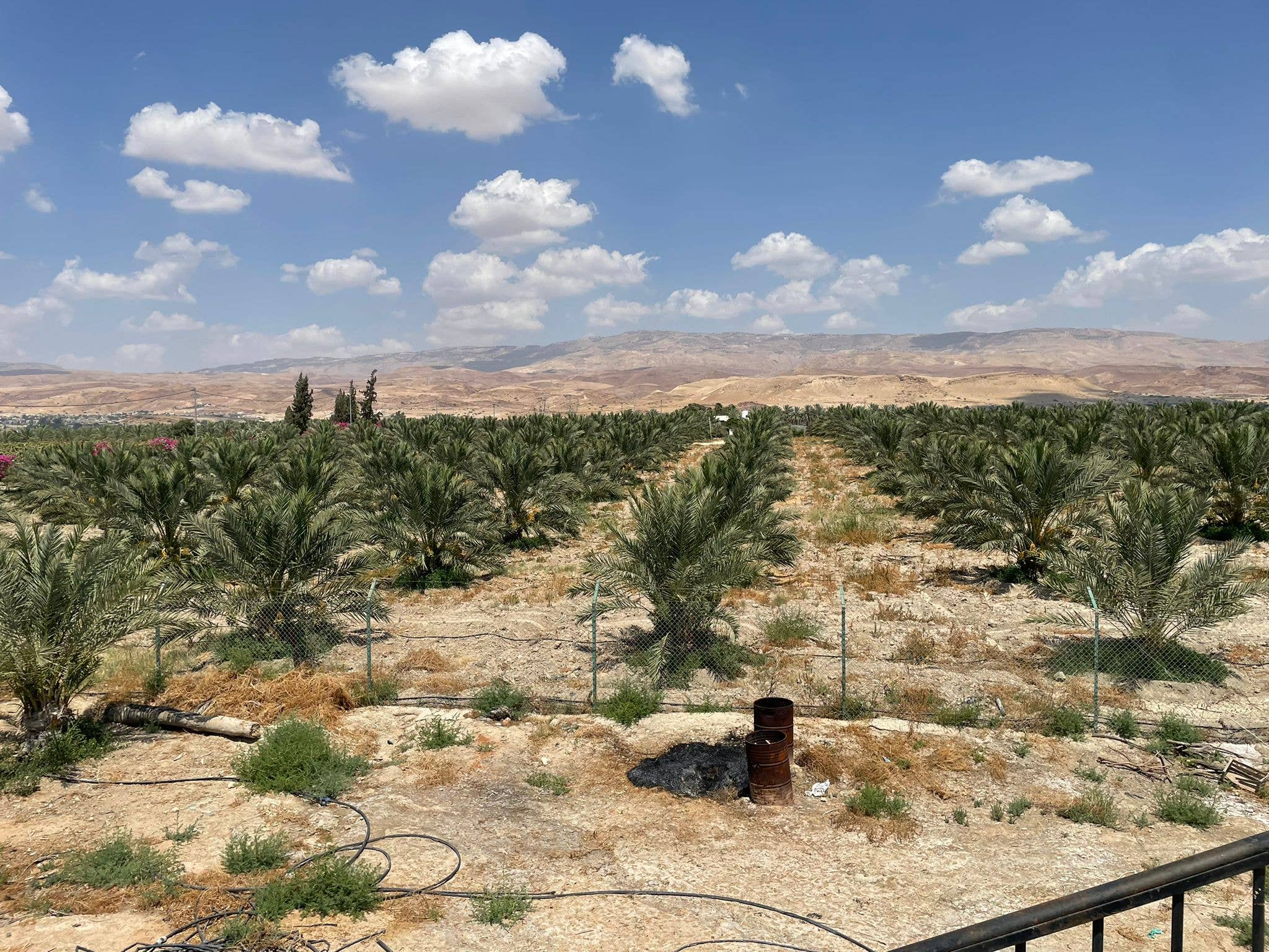 Agnellini Int Srl - Wholesale Dried/Dehydrated Fruit - Medjoul Jumbo dates 1kg 100% natural, Premium quality1