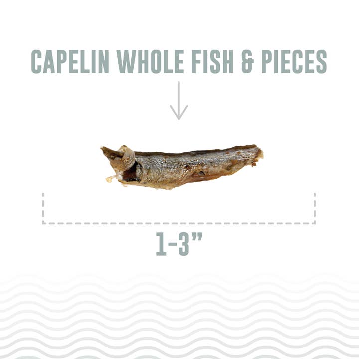 Icelandic+ - Wholesale Pet Treats - Cat - Capelin Whole Fish & Pieces Cat Treats1