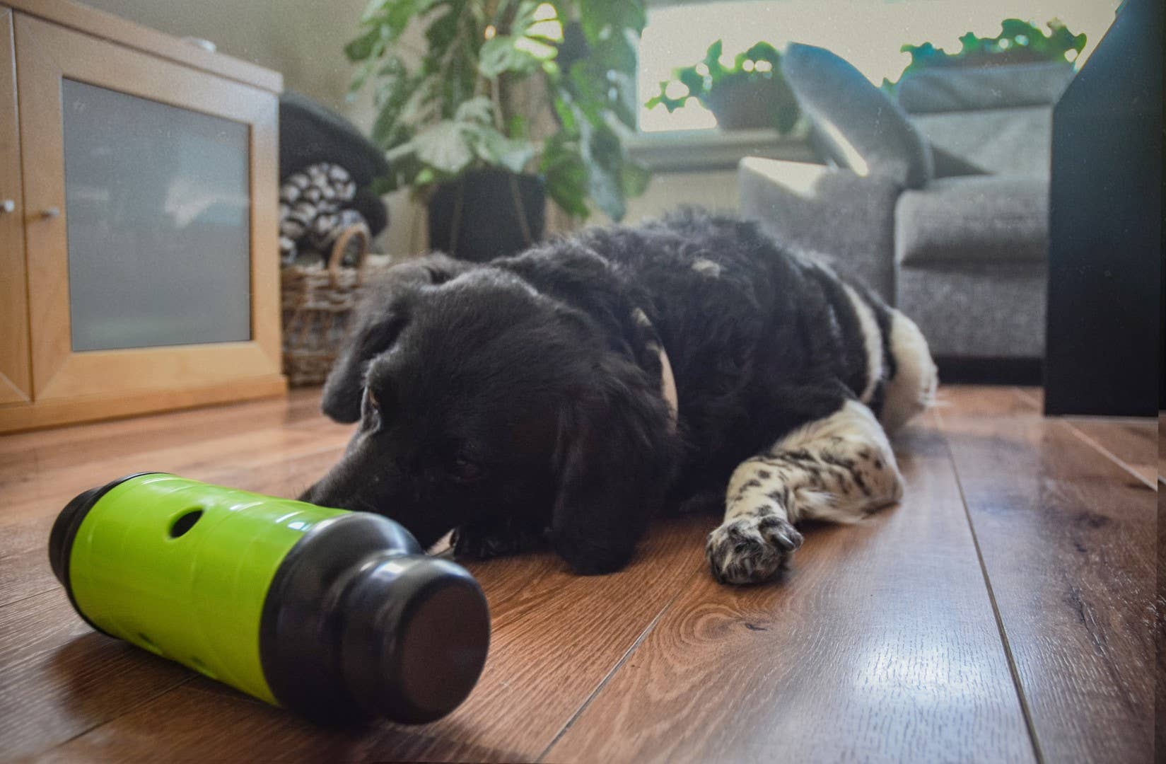 Hofman Animal Care - Wholesale Pet Bowl - Cat/Dog - Eat Slow Live Longer Feed & Treat Roller Green L3