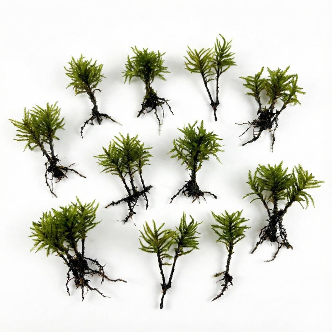 Moss & Stone Gardens - Wholesale Terrarium - Live Tree Moss: Miniature Climacium Moss for Terrariums1