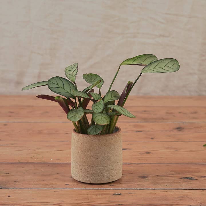 Hand Thrown Ceramic Plant Pot | Small | 3 Glazes Available for wholesale by Botanique Workshop